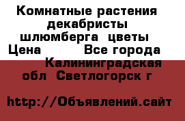 Комнатные растения, декабристы (шлюмберга) цветы › Цена ­ 300 - Все города  »    . Калининградская обл.,Светлогорск г.